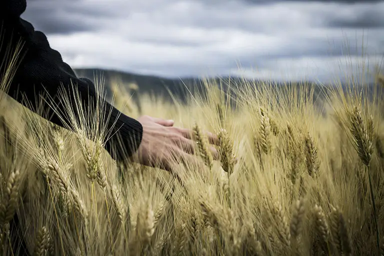 La Cosecha de lo Invisible: cerrando el año desde la gratitud